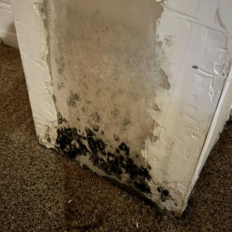 Professional Mold Removal in Bristol County, RI